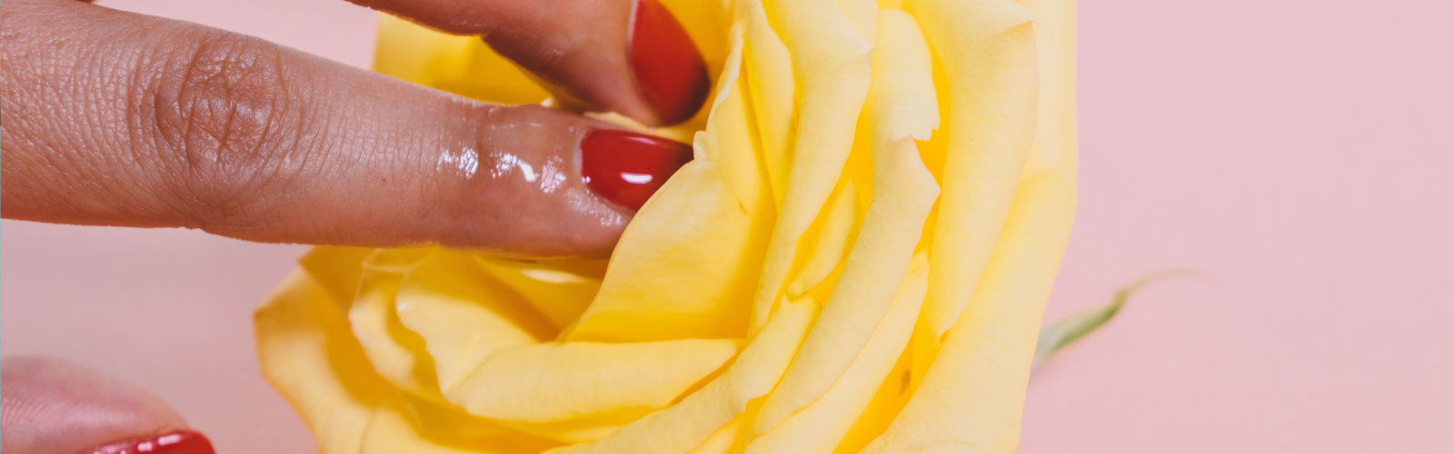 Woman's fingers on centre of rose